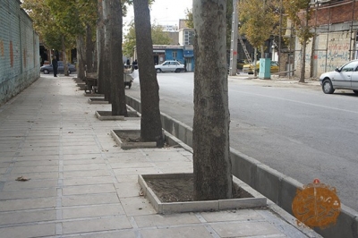 کاشت درختان در حاشیه خیابانها